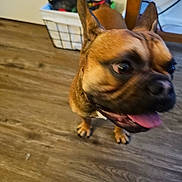 Bud joined the competition — help win amazing prizes! dog, indoor, wood_floor, pet, brown_dog, tongue_out, motion_blur, basket, furniture, happy, canine, ears, flooring, household, animal, domestic_animal, close_up, background, blur, playful