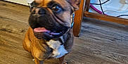 Bud is registered to the contest to win money with this photo: dog, french_bulldog, indoor, wooden_floor, pet, animal, tongue_out, brown_coat, white_chest, ears_up, flooring, table, cable, basket, wall, door, paw, sitting, looking_away, curious