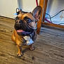 dog, french_bulldog, indoor, wooden_floor, pet, animal, tongue_out, brown_coat, white_chest, ears_up, flooring, table, cable, basket, wall, door, paw, sitting, looking_away, curious