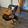 Bud joined the competition — help win amazing prizes! dog, french_bulldog, pet, indoor, floor, wooden_floor, ears, tongue, animal, canine, brown, black, face, legs, paws, chair, basket, clothes, cable, home
