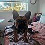 Bud joined the competition — help win amazing prizes! dog, french_bulldog, bed, blanket, cat_pattern, window, mirror, indoor, natural_light, furniture, room, curious, pet, cozy, blanket_pattern, ears, face, animal, domestic, floor