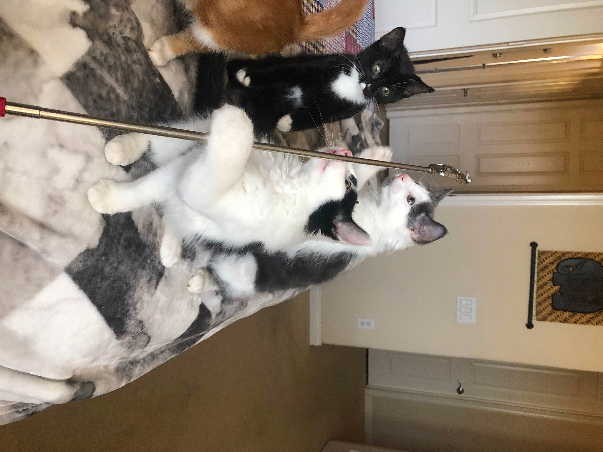 Kitten joined the competition — help win amazing prizes! canidae, carnivore, cat, collar, companion_dog, dog, dog_breed, domestic_short_haired_cat, fawn, felidae, fur, hardwood, mammal, paw, room, small_to_medium_sized_cats, sporting_group, tail, whiskers, wood