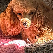 Zuzu joined the competition — help win amazing prizes! dog, poodle, pet, animal, fur, brown, cozy, blanket, texture, indoor, sunlight, closeup, portrait, cute, relaxed, canine, companion, warm, soft, resting