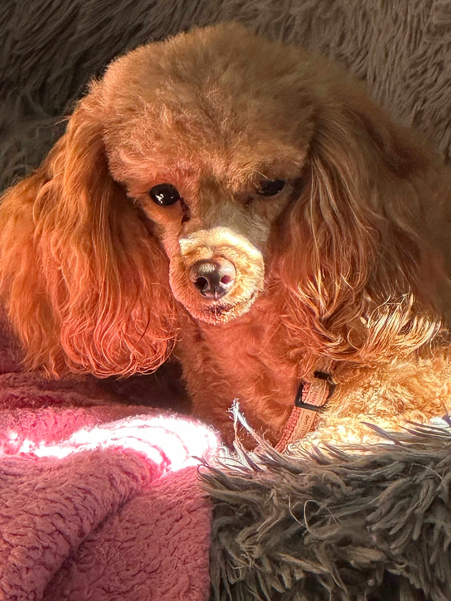 Zuzu