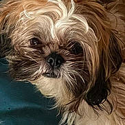 Zorro is registered to the contest to win money with this photo: dog, pet, close_up, fur, face, animal, cute, whiskers, nose, brown, white, black, portrait, domestic_animal, indoor, texture, expression, eyes, canine, resting