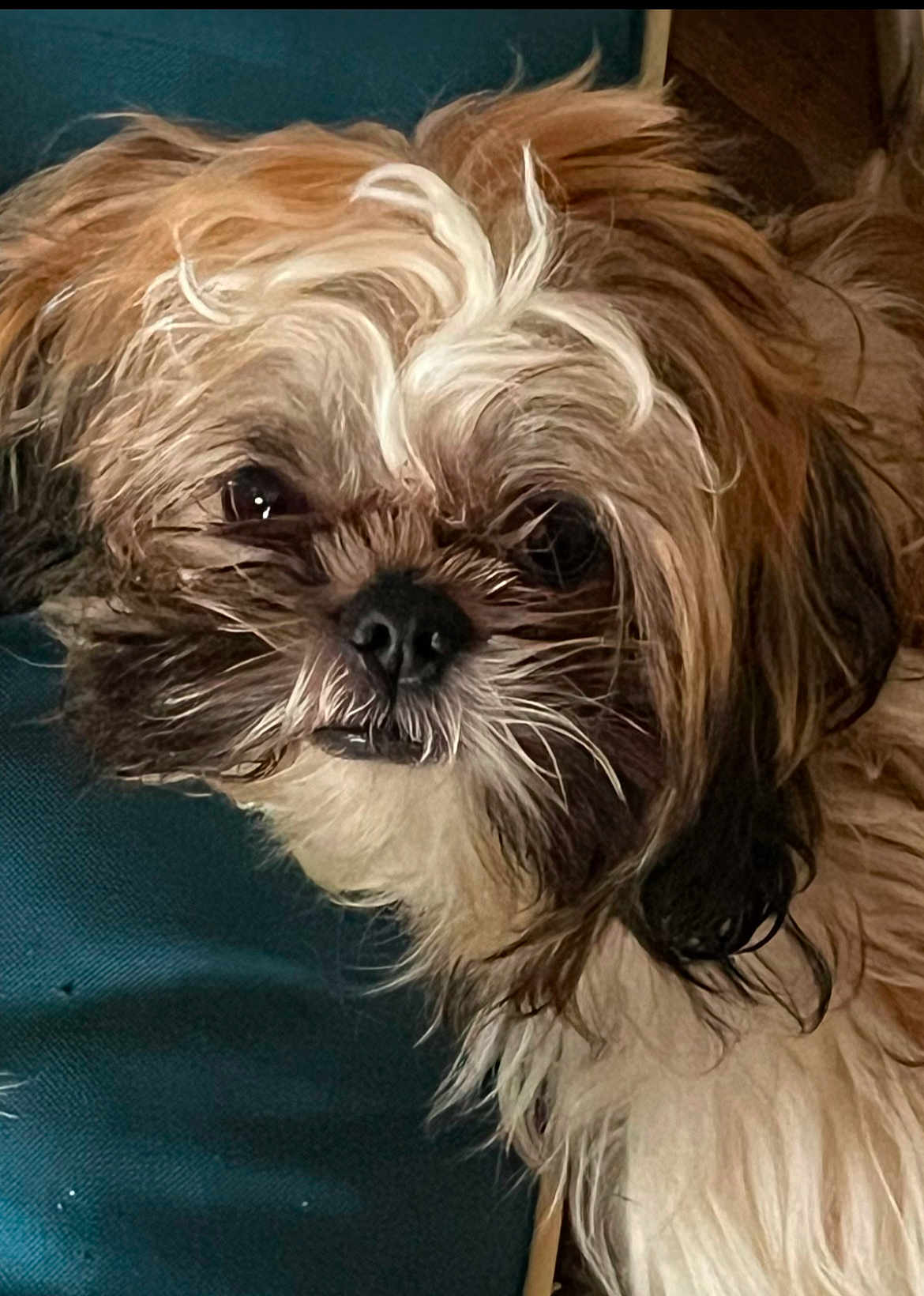 Zorro is registered to the contest to win money with this photo: dog, pet, close_up, fur, face, animal, cute, whiskers, nose, brown, white, black, portrait, domestic_animal, indoor, texture, expression, eyes, canine, resting