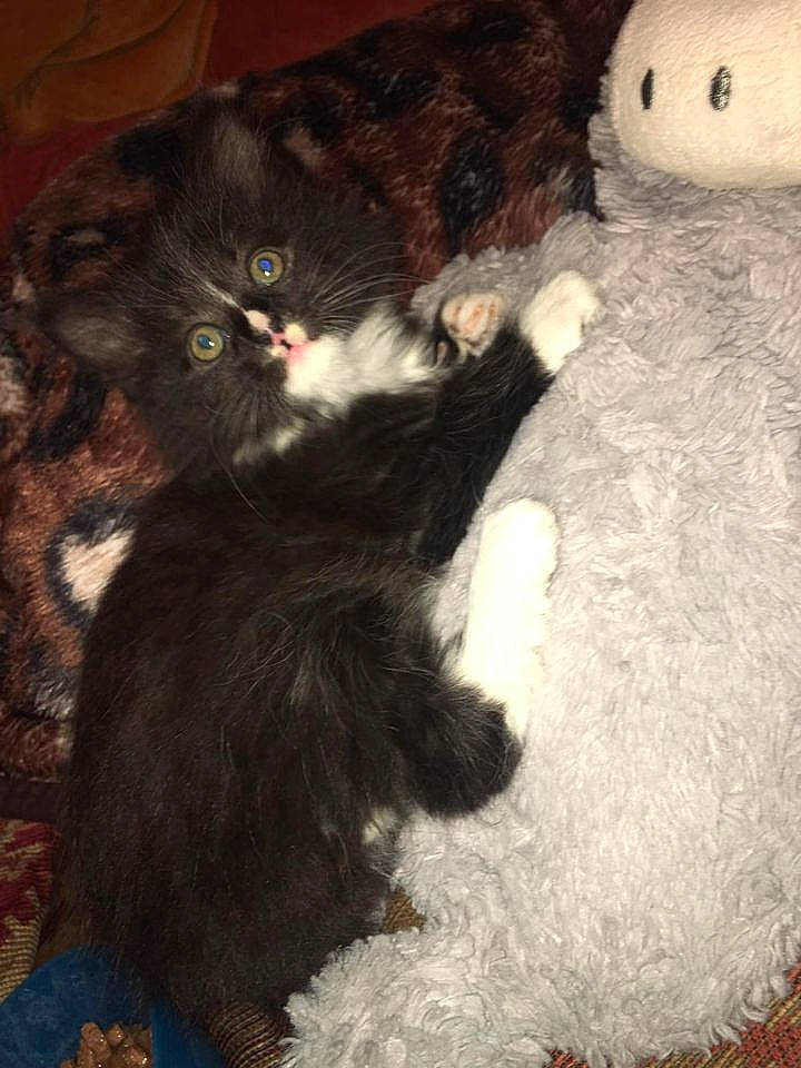 Badger joined the competition — help win amazing prizes! black_cat, canidae, carnivore, cat, claw, comfort, domestic_short_haired_cat, fawn, felidae, foot, fur, paw, plush, small_to_medium_sized_cats, snout, stuffed_toy, tail, teddy_bear, toy, whiskers