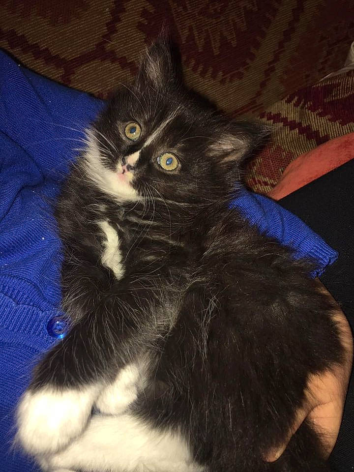 Badger is registered to the contest to win money with this photo: black_cat, carnivore, cat, claw, comfort, domestic_short_haired_cat, electric_blue, felidae, foot, fur, human_leg, lap, paw, sitting, small_to_medium_sized_cats, snout, tail, whiskers