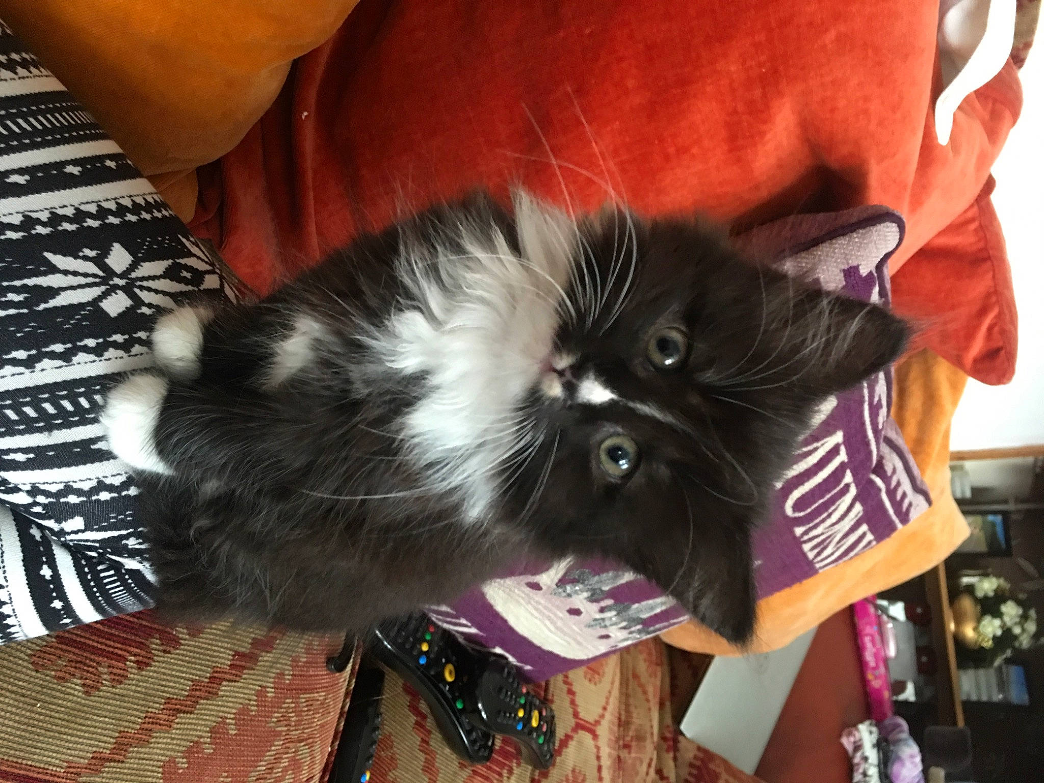 Badger is registered to the contest to win money with this photo: bag, canidae, carnivore, cat, claw, comfort, companion_dog, dog_breed, eyewear, fashion_accessory, felidae, fur, lap, paw, small_to_medium_sized_cats, snout, tail, whiskers