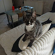 Shrek participe au concours pour gagner de l'argent avec cette photo : cat, kitten, tabby_cat, pet, indoor, living_room, blanket, pillow, sofa, couch, whiskers, big_eyes, ears, tail, coffee_table, candle, cardboard_box, radiator, tile_floor, cozy