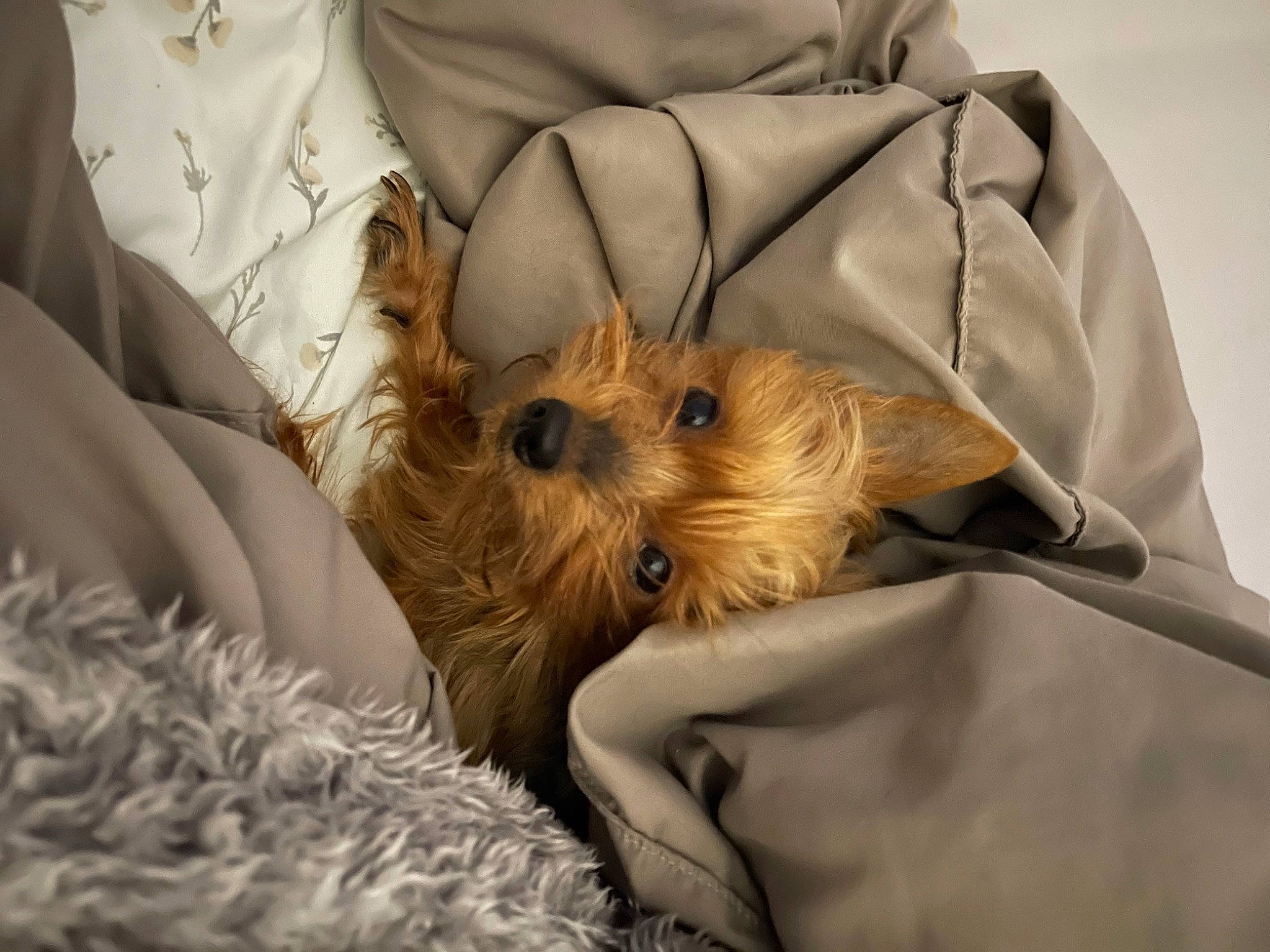 Roxi is registered to the contest to win money with this photo: canidae, carnivore, collar, comfort, companion_dog, dog, dog_breed, dog_supply, dress_shirt, fawn, fur, sleeve, small_terrier, sporting_group, terrier, tie, toy_dog, vertebrate, whiskers, working_animal