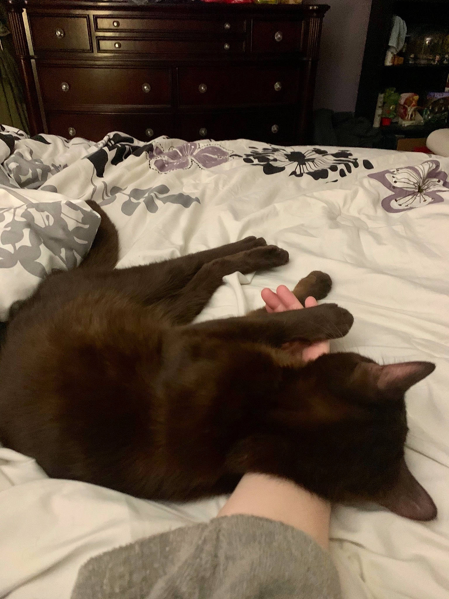 Frodo joined the competition — help win amazing prizes! bed, black, cabinetry, carnivore, cat, comfort, companion_dog, drawer, fawn, felidae, floor, flooring, gesture, hardwood, linens, room, small_to_medium_sized_cats, vertebrate, whiskers, wood