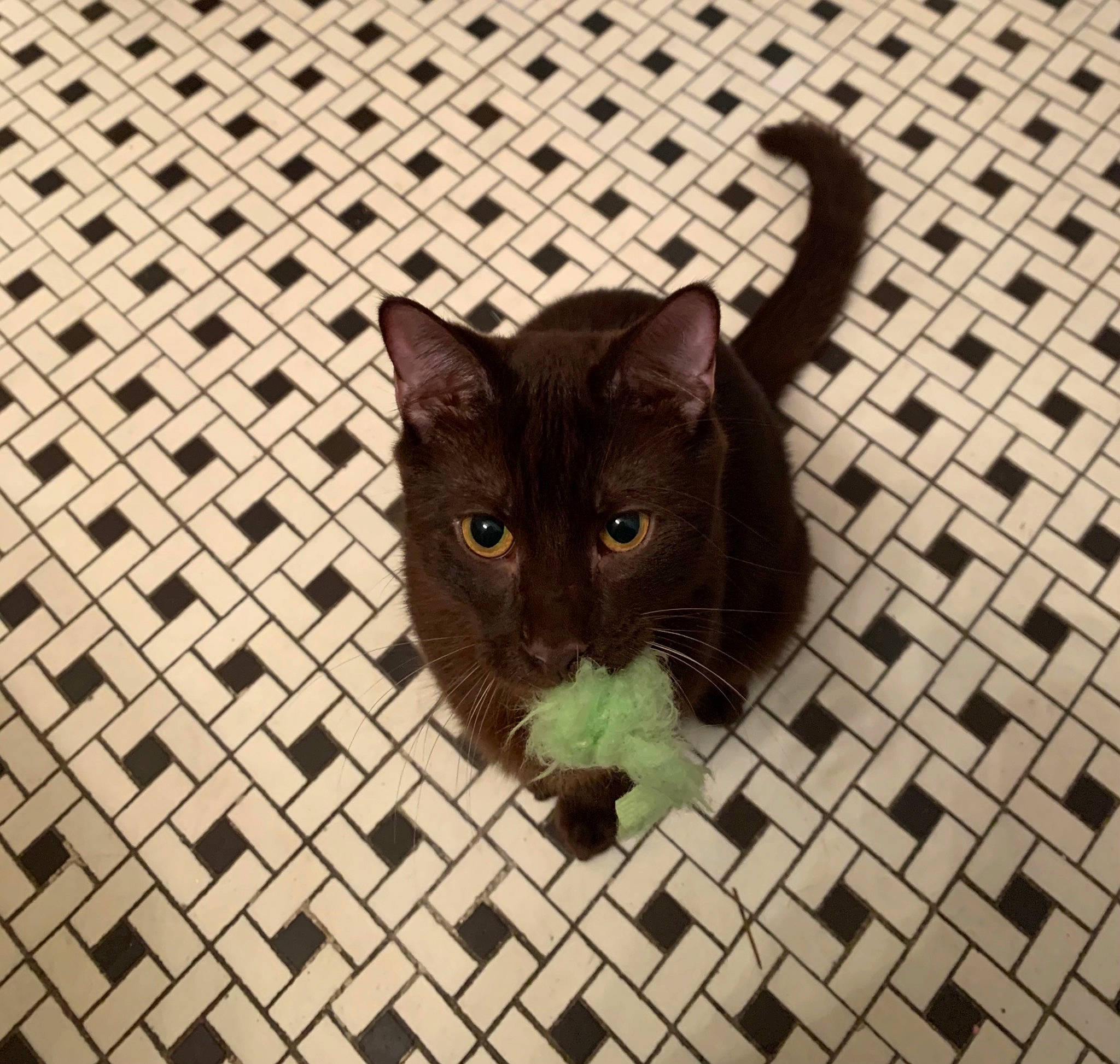 Frodo is registered to the contest to win money with this photo: black_cat, carnivore, cat, domestic_short_haired_cat, fawn, felidae, floor, flooring, fur, hardwood, line, pattern, pet_supply, shadow, small_to_medium_sized_cats, snout, tail, terrestrial_animal, whiskers, wood