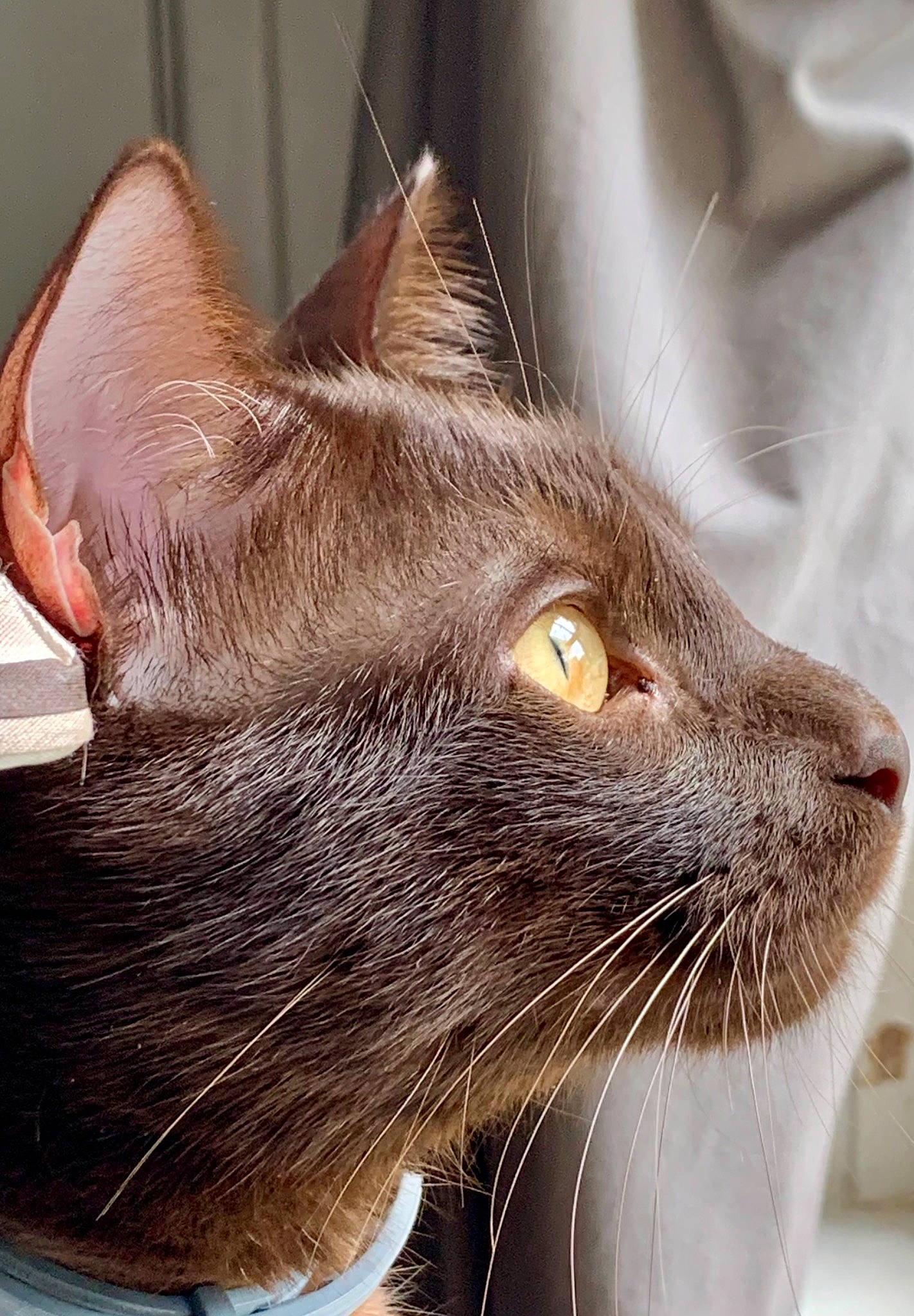 Frodo joined the competition — help win amazing prizes! black_cat, carnivore, cat, comfort, domestic_short_haired_cat, ear, eye, felidae, fur, hair, head, iris, small_to_medium_sized_cats, snout, tail, terrestrial_animal, whiskers, window, working_animal