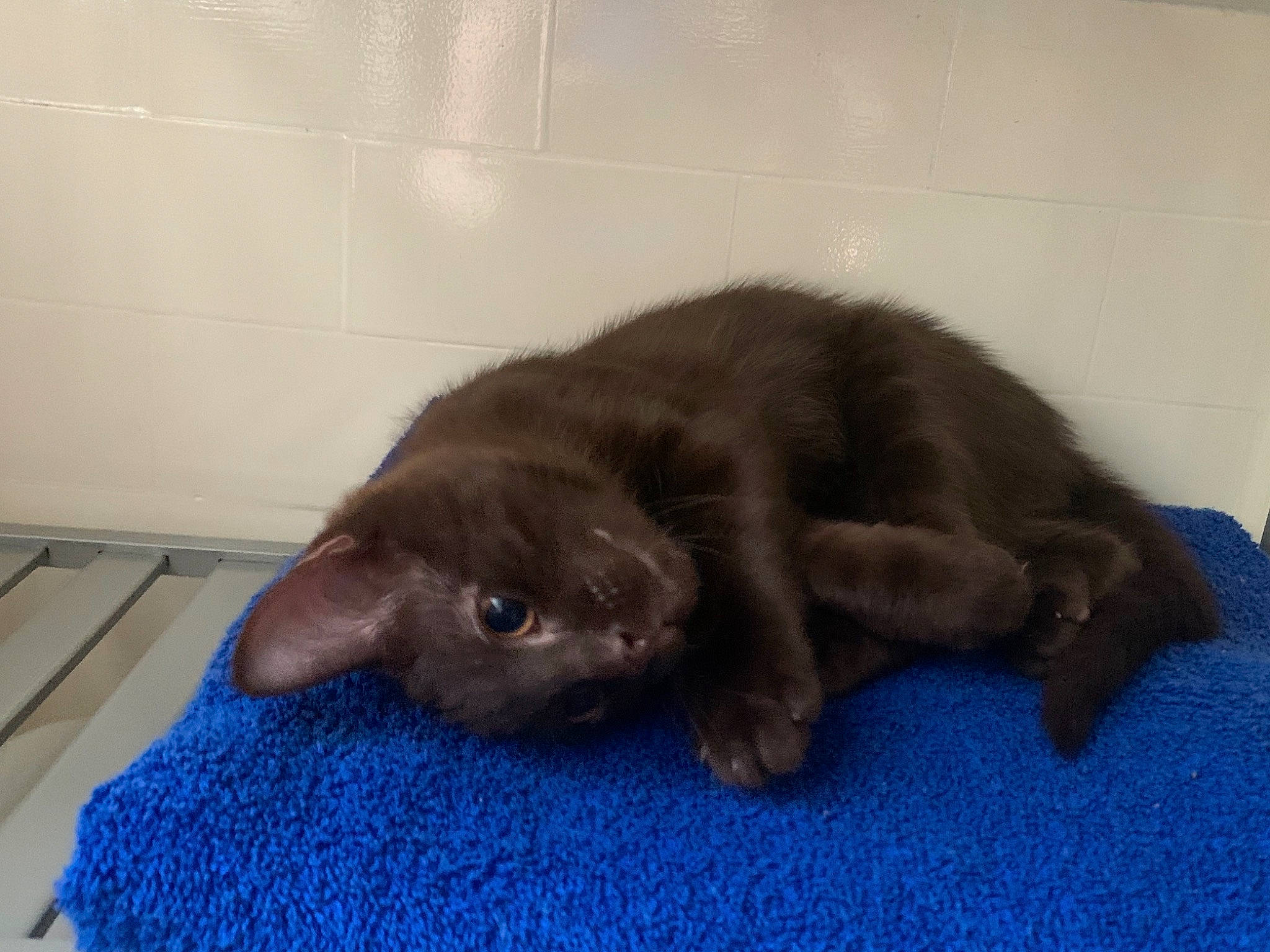 Frodo joined the competition — help win amazing prizes! black_cat, carnivore, cat, claw, comfort, companion_dog, dog_breed, domestic_short_haired_cat, electric_blue, felidae, flooring, fur, hardwood, liver, nap, russian_blue, small_to_medium_sized_cats, sporting_group, tail, whiskers