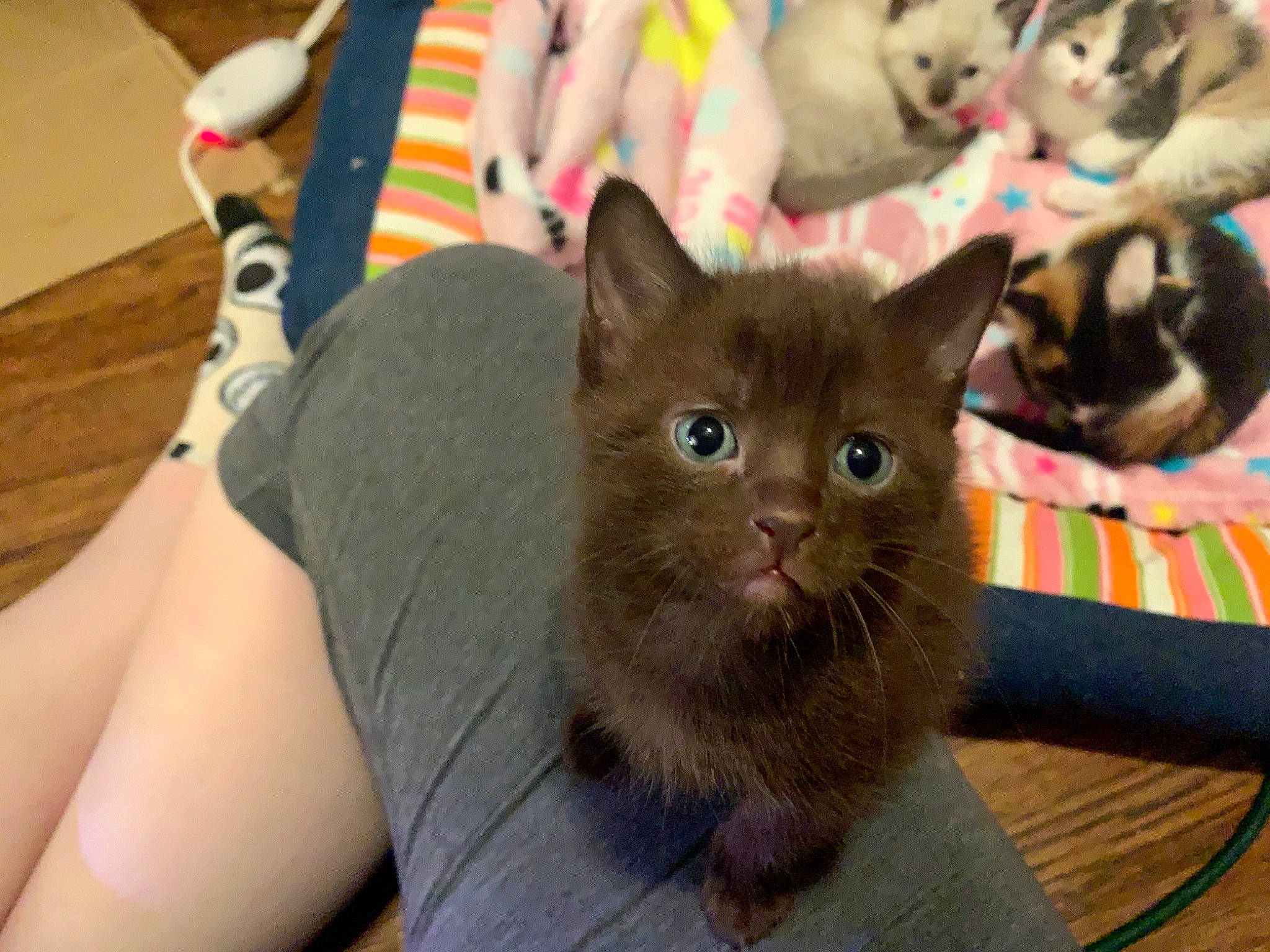 Frodo joined the competition — help win amazing prizes! black_cat, box, carnivore, cat, chartreux, claw, comfort, domestic_short_haired_cat, ear, fashion_accessory, fawn, felidae, fur, mammal, paw, sitting, small_to_medium_sized_cats, tail, vertebrate, whiskers