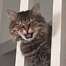 Charlotte is registered to the contest to win money with this photo: animal, brown, cat, door_frame, doorway, ears, eyes, feline, fluffy, funny, gray, indoors, longhaired, open_mouth, peeking, pet, portrait, striped_fur, tabby_cat, whiskers