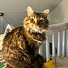 Charlotte joined the competition — help win amazing prizes! animal, blanket, brown_fur, cat, closeup, crib, ears, feline, fluffy, green_eyes, home, indoors, long_hair, nursery, pet, portrait, sitting, striped_fur, tabby, whiskers