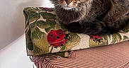 Charlotte joined the competition — help win amazing prizes! animal, carpet, cat, chair, cozy, cushion, ears, fluffy, fur, furniture, green_eyes, home, indoor, patterned_fabric, pet, portrait, sitting, staring, tabby, whiskers
