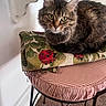 animal, carpet, cat, chair, cozy, cushion, ears, fluffy, fur, furniture, green_eyes, home, indoor, patterned_fabric, pet, portrait, sitting, staring, tabby, whiskers
