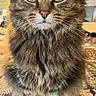 adorable, animal, blanket, cat, close_up, feline, fluffy, green_eyes, home, indoors, long_hair, paisley_pattern, pet, pointed_ears, portrait, sitting, striped_fur, tabby, upright, whiskers