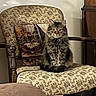 animal, armchair, cat, chair, cushion, ears, eyes, floral_pattern, fluffy, furniture, furry, gray_cat, home, indoors, long_hair, pet, photography, portrait, sitting, whiskers