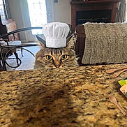 Charlotte joined the competition — help win amazing prizes! cat, chef_hat, cooking, couch, fireplace, fluffy, funny, furniture, granite_countertop, home, indoor, kitchen, living_room, long_hair, peeking, pet, portrait, whiskers, wooden_utensils, yellow_eyes