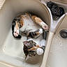animal, calico, cat, chain, claws, curious, curled_up, cute, domestic, drain, fur, household, indoor, kitten, mischievous, paws, pet, playful, sink, whiskers
