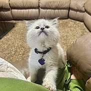 Eve is registered to the contest to win money with this photo: kitten, cat, pet, indoor, living_room, furniture, collar, purple_tag, carpet, curious, white_fur, paw, cute, domestic_cat, young_cat, cozy, couch, soft_light, animal, playful