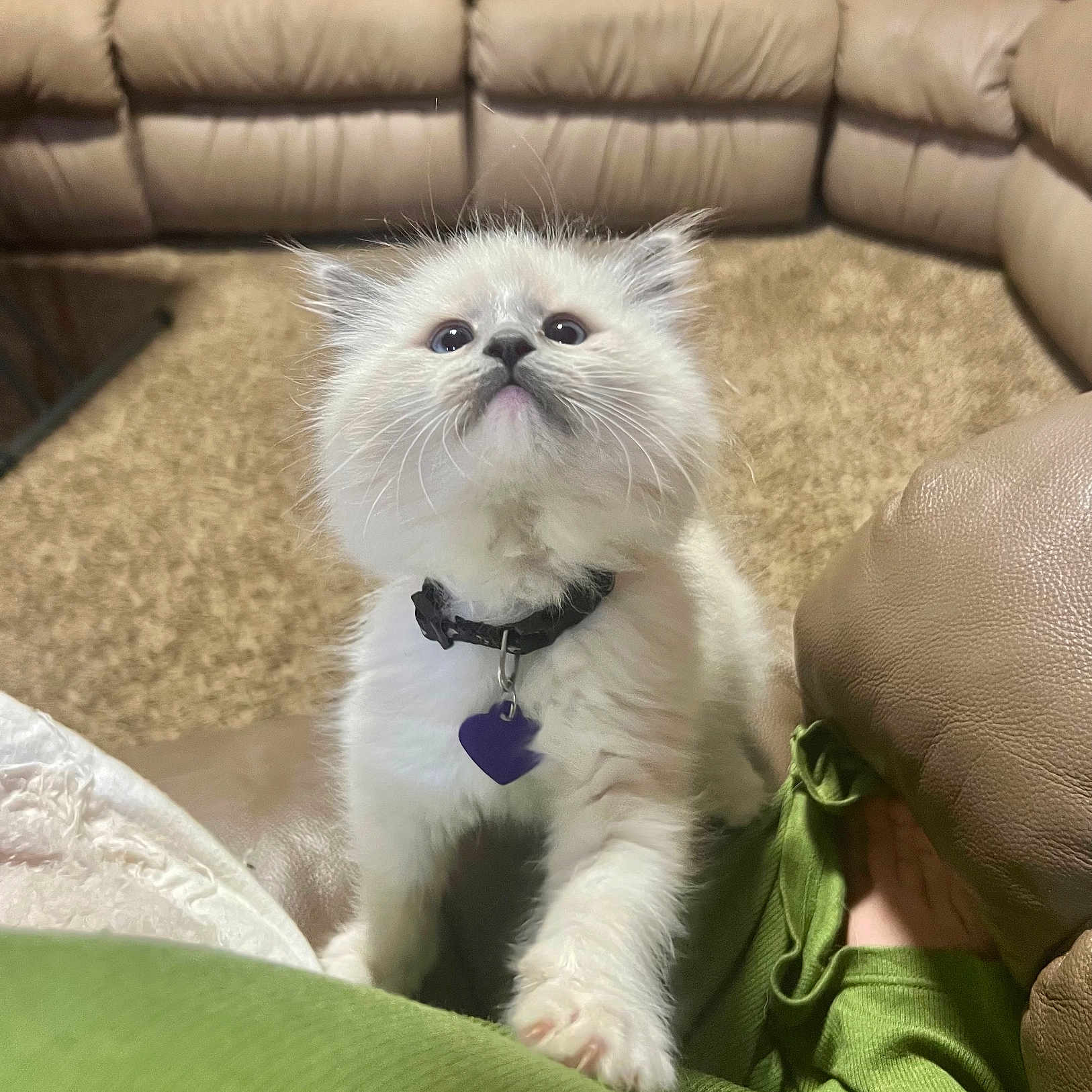 Eve is registered to the contest to win money with this photo: kitten, cat, pet, indoor, living_room, furniture, collar, purple_tag, carpet, curious, white_fur, paw, cute, domestic_cat, young_cat, cozy, couch, soft_light, animal, playful