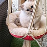 blue_eyes, cat, cozy, curious, cushion, cute, domestic_animal, feline, fluffy, grass, hanging_swing, kitten, outdoor, pet, playful, resting, rope, small, wicker_chair, young_cat