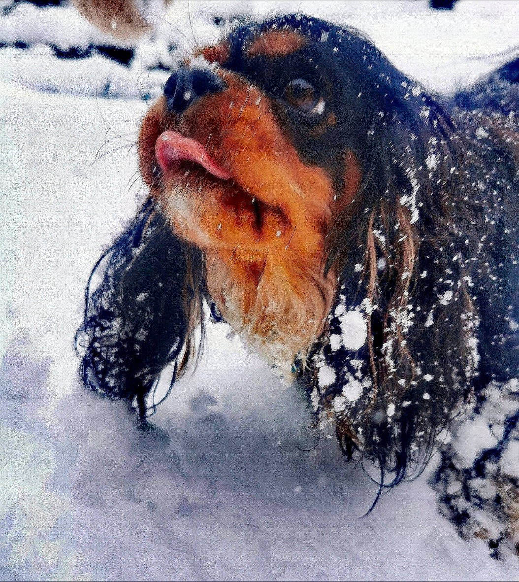 Oscar joined the competition — help win amazing prizes! canidae, carnivore, companion_dog, dog, dog_breed, dog_clothes, dog_supply, electric_blue, freezing, fur, liver, precipitation, snout, snow, sporting_group, sunglasses, toy_dog, whiskers, winter, working_dog