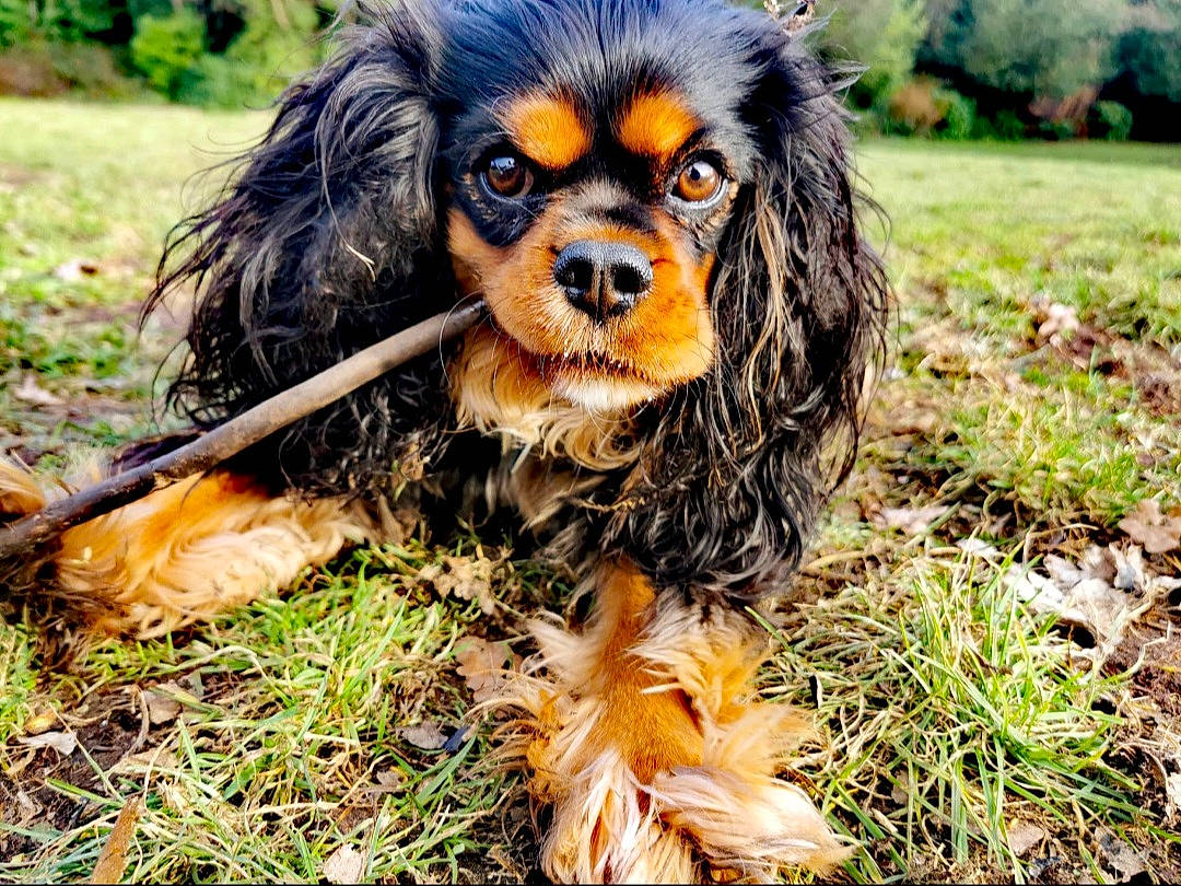Oscar joined the competition — help win amazing prizes! carnivore, cavalier_king_charles_spaniel, companion_dog, dog, dog_breed, fawn, forest, fur, grass, king_charles_spaniel, nature, plant, snout, spaniel, sporting_group, terrestrial_animal, toy_dog, tree, wildlife, wood