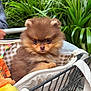 puppy, dog, pomeranian, pet_carrier, shopping_cart, green_plants, fur, cute, fluffy, animal, pet, outdoor, closeup, adorable, small_dog, brown_fur, eyes, paws, resting, cozy