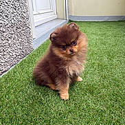 Gigi a rejoint le concours — aidez-le/la à gagner de superbes lots ! puppy, dog, pomeranian, fluffy, brown, grass, outdoor, pet, cute, small, fur, animal, sitting, adorable, young, head_tilt, curious, garden, domestic_animal, nature