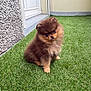puppy, dog, pomeranian, fluffy, brown, grass, outdoor, pet, cute, small, fur, animal, sitting, adorable, young, head_tilt, curious, garden, domestic_animal, nature