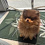 dog, puppy, pomeranian, fluffy, pet, indoor, mat, sunlight, small, cute, animal, fur, face, sitting, portrait, adorable, brown, nose, ears, floor
