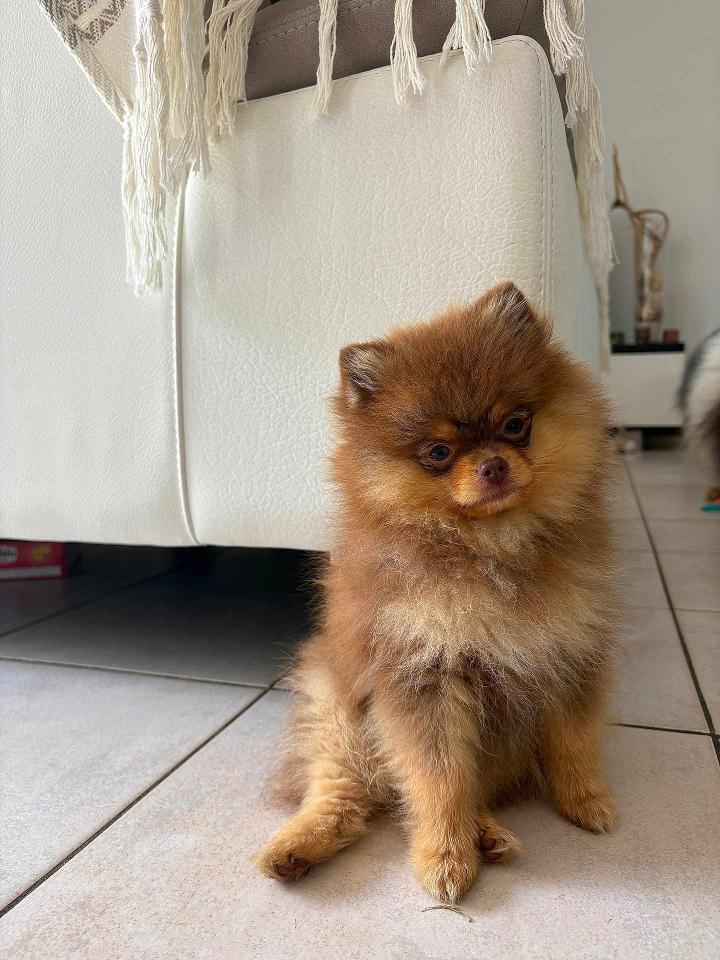 Gigi
