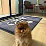 dog, puppy, pomeranian, fluffy, indoor, floor, mat, window, natural_light, chair, mirror, home_interior, wooden_floor, pet, cute, small_dog, furniture, sunlight, cozy, animal