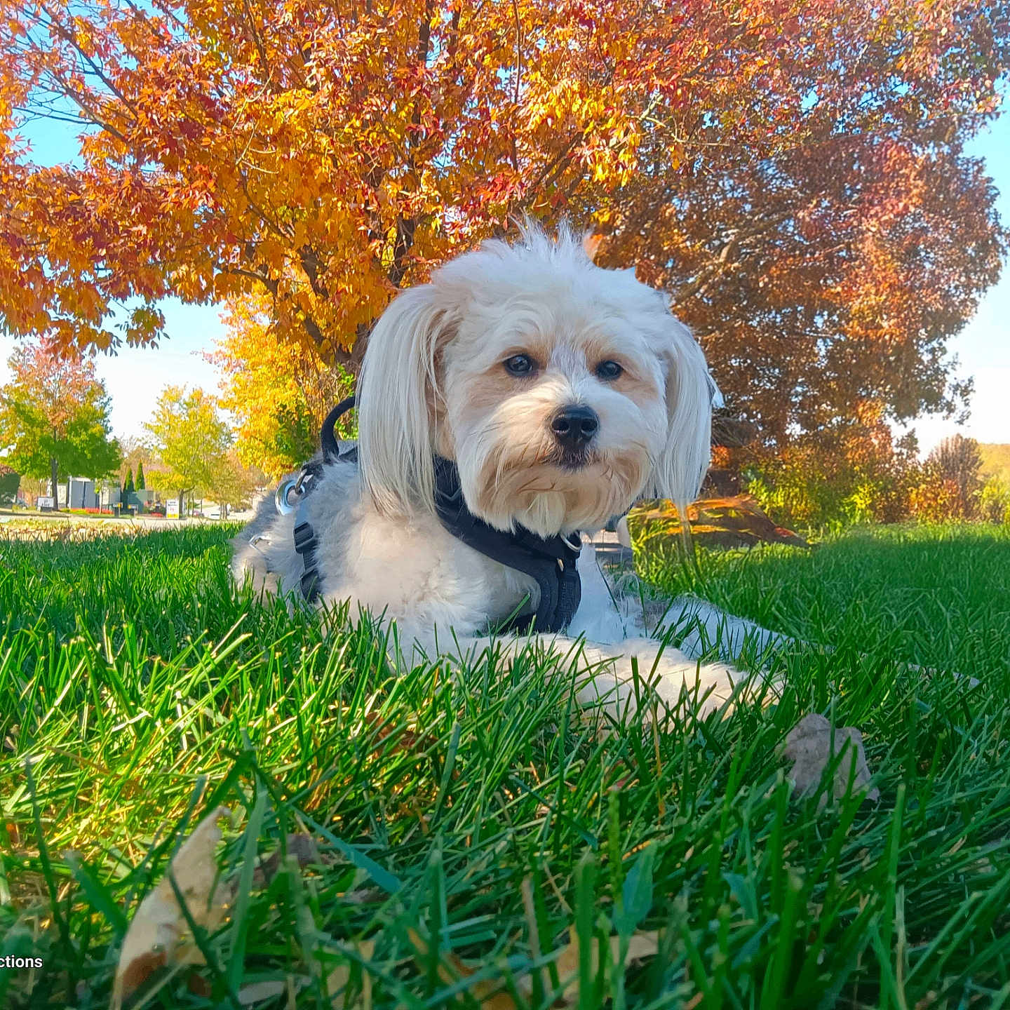 Muttlee is registered to the contest to win money with this photo: animal, canine, dog, face, field, grass, grassland, grove, land, lawn, leaf, nature, outdoors, park, pet, plant, puppy, tree, vegetation, woodland