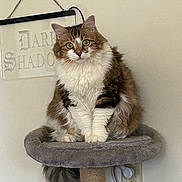 Roxy joined the competition — help win amazing prizes! brown, cat, cat_tree, cord, curious, domestic_animal, ears, fluffy, furniture, gray, indoor, long_hair, pet, power_outlet, sign, sitting, tail, wall, whiskers, white