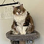 brown, cat, cat_tree, cord, curious, domestic_animal, ears, fluffy, furniture, gray, indoor, long_hair, pet, power_outlet, sign, sitting, tail, wall, whiskers, white
