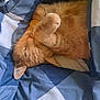 Jerry joined the competition — help win amazing prizes! animal, blanket, blue_blanket, cat, cozy, cute, domestic_animal, feline, fur, indoor, nap, orange_cat, paws, pet, relaxed, resting, sleeping, soft, whiskers, white_blanket