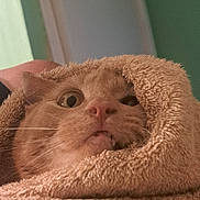 Jerry is registered to the contest to win money with this photo: animal, cat, closeup, cozy, curious, cute, ears, face, feline, fur, home, indoor, pet, pink_nose, portrait, relaxed, soft_texture, towel, whiskers, wrapped