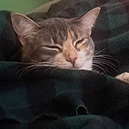 Ella is registered to the contest to win money with this photo: cat, sleeping, blanket, cozy, indoor, feline, fur, resting, head, closed_eyes, whiskers, wooden_furniture, plaid, green_wall, domestic_animal, pet, warm, comfort, relaxation, soft