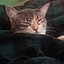 cat, sleeping, blanket, cozy, indoor, feline, fur, resting, head, closed_eyes, whiskers, wooden_furniture, plaid, green_wall, domestic_animal, pet, warm, comfort, relaxation, soft