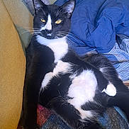 Hero joined the competition — help win amazing prizes! animal, black_and_white, blanket, cat, comfy, couch, cozy, cute, domestic_animal, fur, furniture, home, indoor, paw, pet, relaxed, resting, tuxedo_cat, whiskers, yellow_eyes