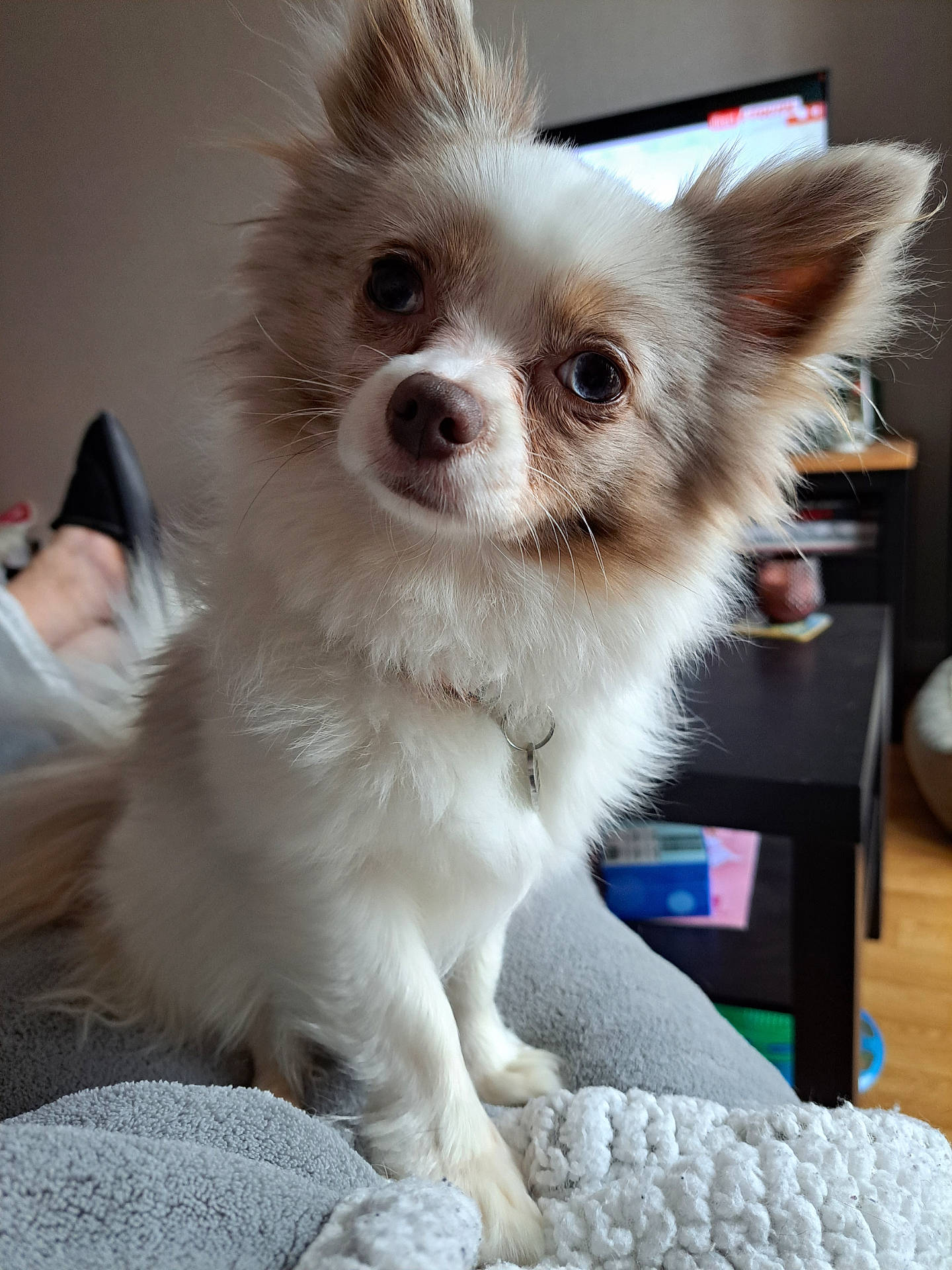 blanket, collar, companion, cozy, cute, dog, domestic_animal, ears, fluffy, footwear, fur, home, indoor, living_room, pet, relaxed, sitting, table, television, wood_floor