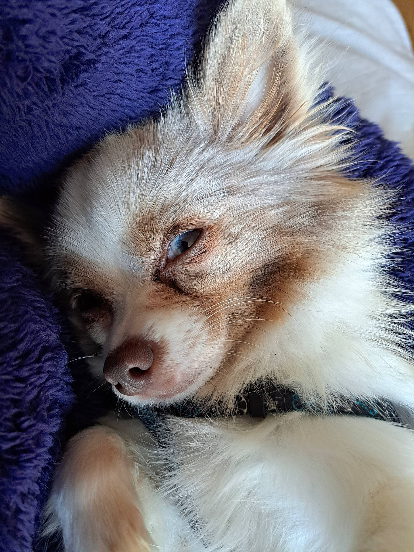 animal, blanket, close_up, collar, comfort, cute, dog, domestic_animal, ear, fluffy, fur, indoor, lying_down, muzzle, nose, pet, relaxing, resting, sleepy, whiskers