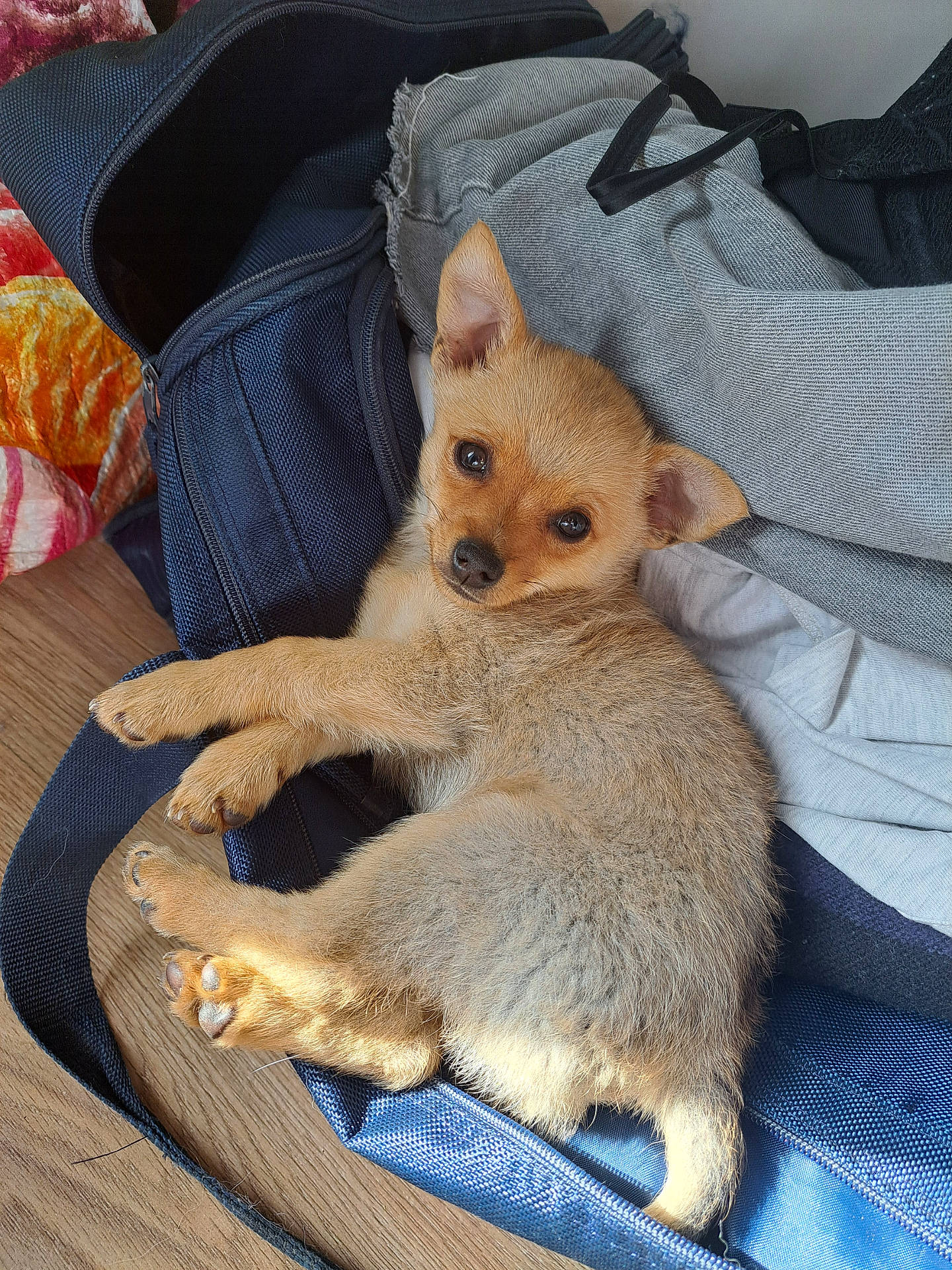adorable, animal, bag, clothing, companion, cute, dog, ears, eyes, fabric, fur, indoor, lying_down, paws, pet, puppy, resting, small, wood_floor, young